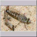 Acrosathe annulata - Stilettfliege w04.jpg